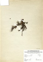 藏品(水芫花)的圖片